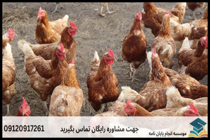 مراحل گام به گام تدوین پروپوزال تغذیه طیور